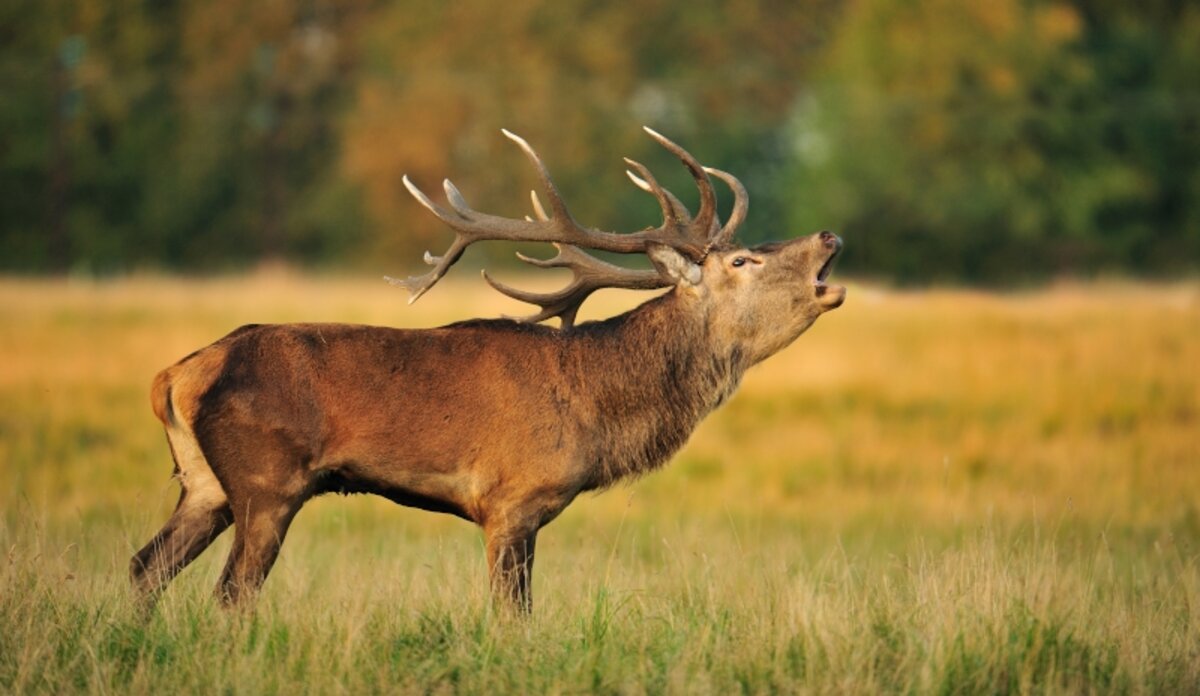 brame cerf