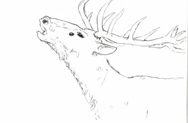 Le Cerf : un mammifère emblématique de nos forêts