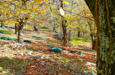 La reconquête de la châtaigneraie s’étend à la forêt