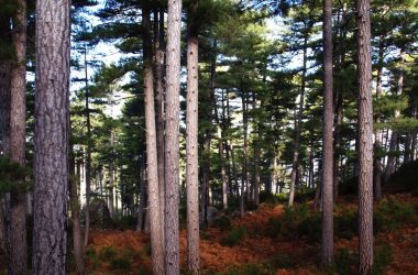 Rando sur la coupe volcanique d’Aizac