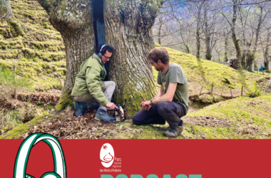 Castanea vibrations / Documentaire sonore