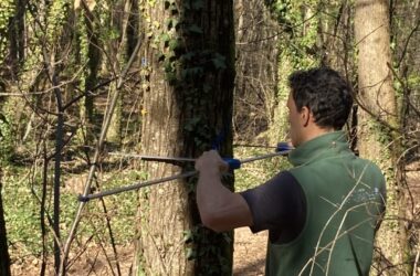 Martelage des arbres – forêt de la maison du parc