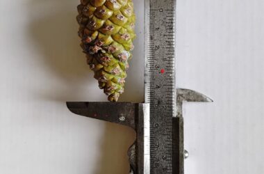 Récolte de graines de pin de Salzmann