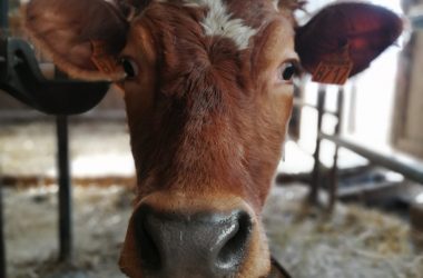 PODCAST Les Pieds dans le Parc : La filière lait bio de montagne