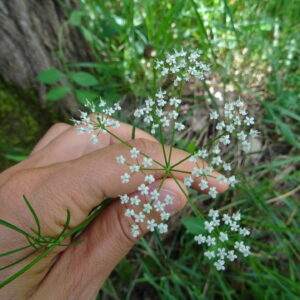 jeudi16avril comestibles
