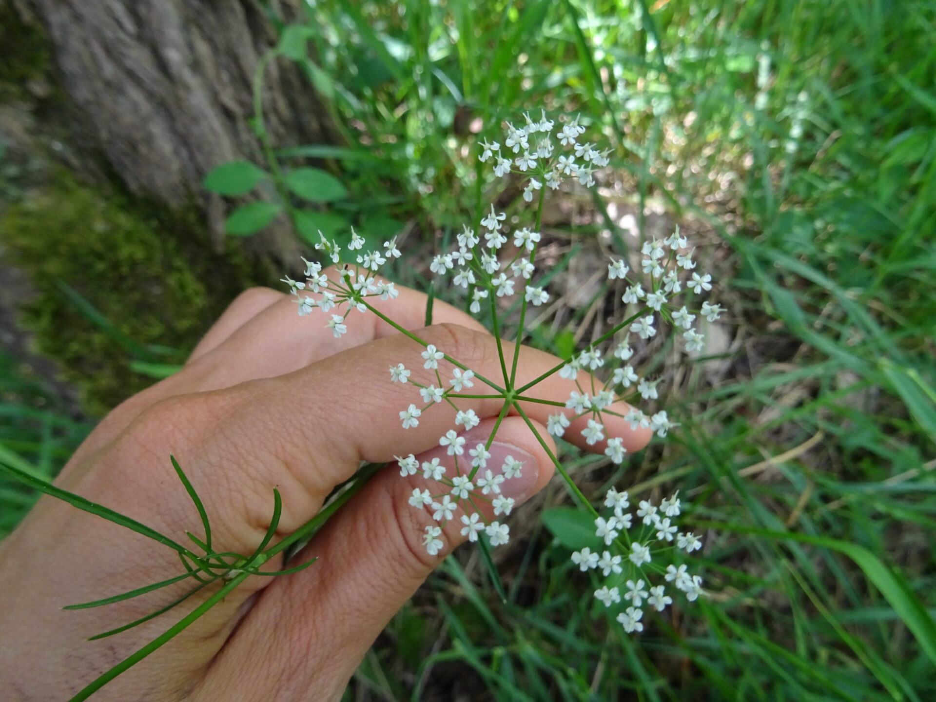 jeudi16avril comestibles