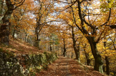 FORMATION PRO : Prise en compte de la biodiversité dans les travaux de reconquête de la châtaigneraie