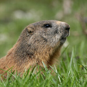 Marmotte dans l'herbe