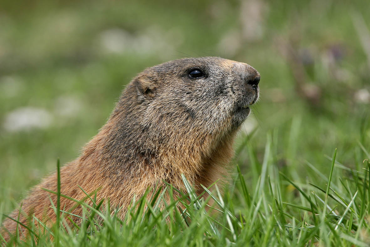 Marmotte dans l'herbe