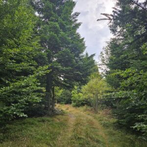 Massif forestier de Lavilatte Bauzon NGLEBEAU (22)