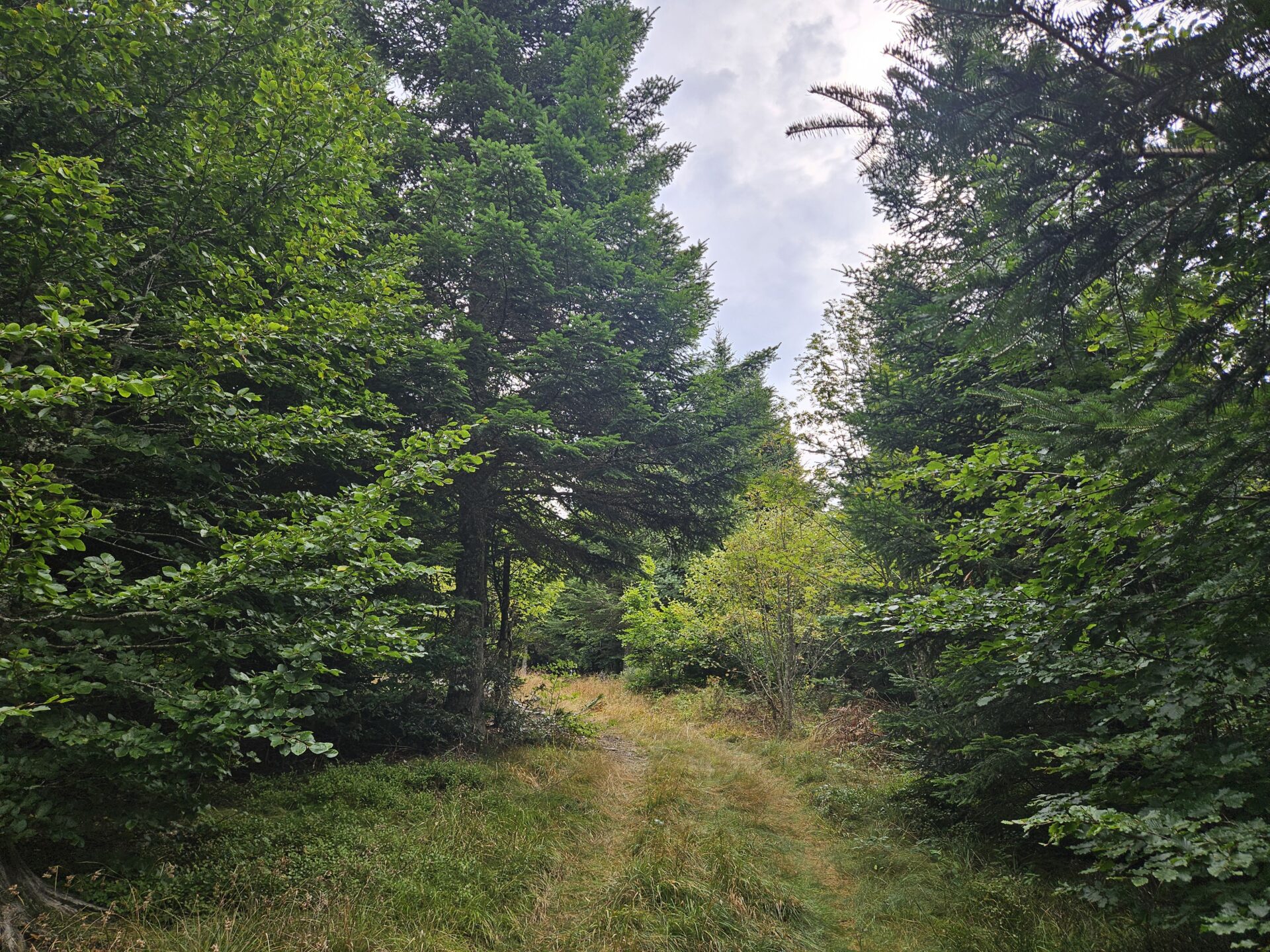 Massif forestier de Lavilatte Bauzon NGLEBEAU (22)