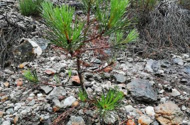Le Pin de Salzmann – Pieds dans le Parc / juillet 2021