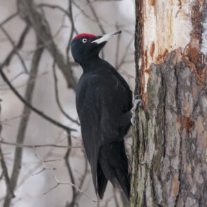 Pic noir Anton Mir Mar