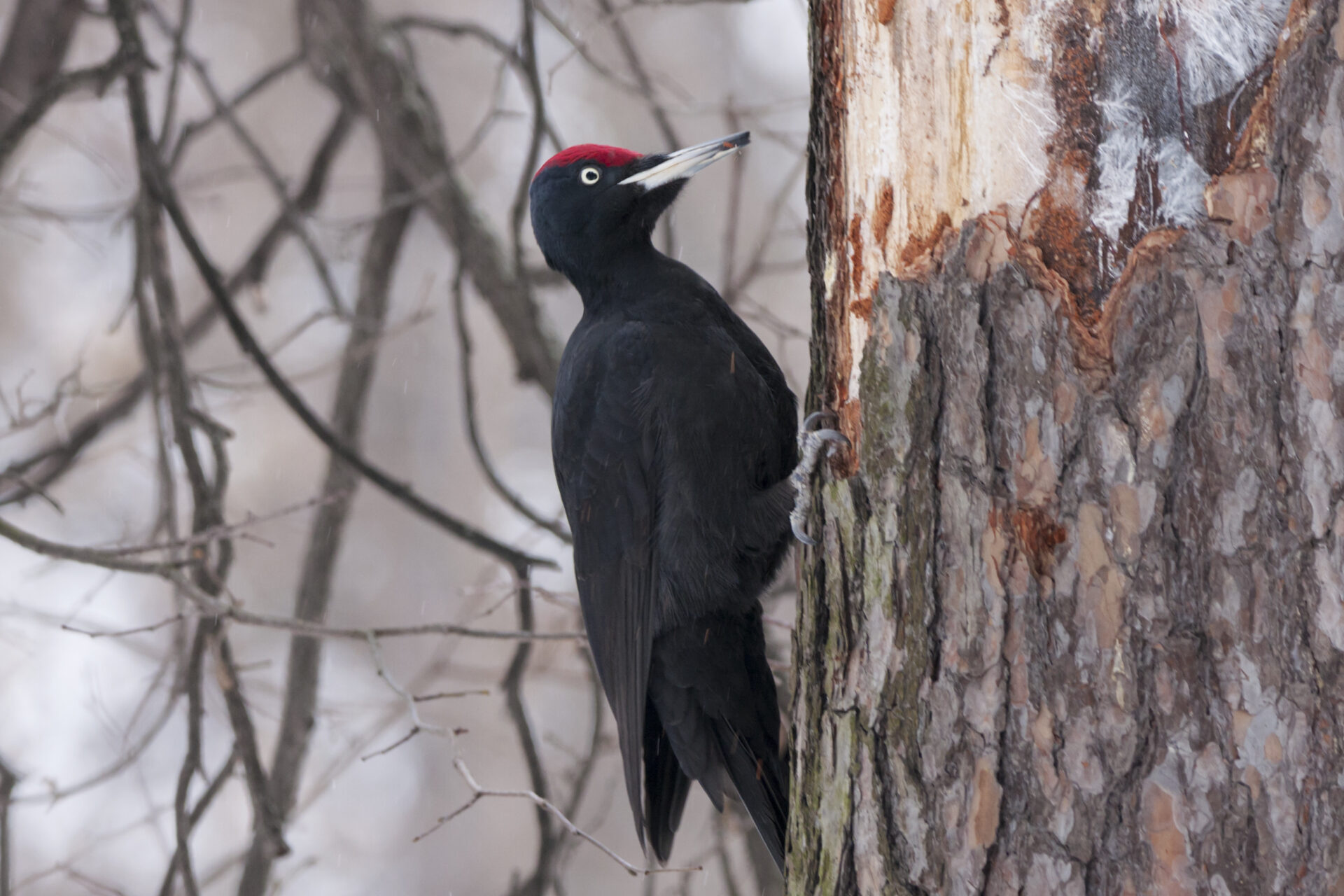 Pic noir Anton Mir Mar