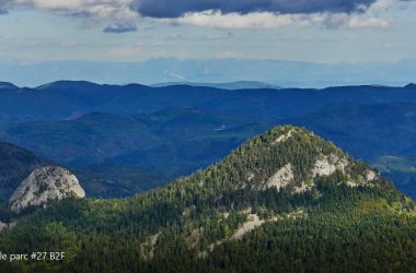 VIDEO : le bon coin de la forêt !