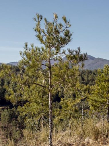 LES PIEDS DANS LE PARC – Juillet 2021 – Le Pin de Salzmann