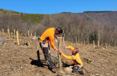 Création d’une unité conservatoire de Pin de Salzmann