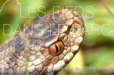 Inventaire des reptiles au Gerbier de Jonc