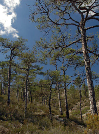 Le site Natura 2000 et ENS « Landes et forêts du bois des Bartres »
