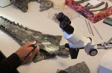 Ardèche, terre de fossiles