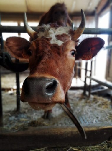 Les pieds dans le Parc – Mars 2021 – La filière lait bio de la montagne ardéchoise