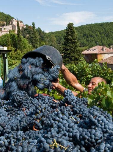 Les Pieds dans le Parc – Janv. 2021 – Le Chatus