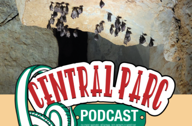 CENTRAL PARC #5 – février 2025 / Les chauves-souris de Païolive